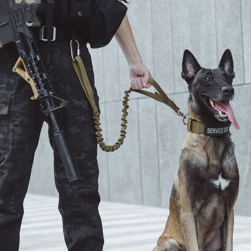 Leash for Large Dogs: German Shepherd, Golden Retriever